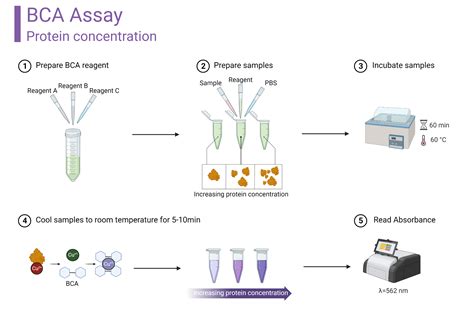 Bca Protein Assay Protocol