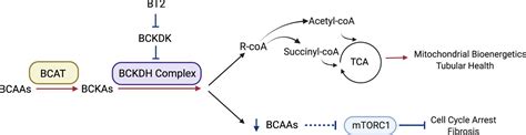 Bcaa And Kidney Function