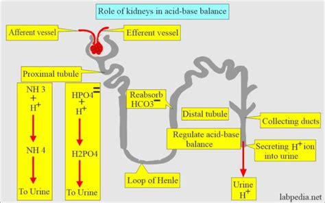 Bcaa Kidney Function