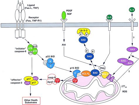 bcl 2 bax caspase 3