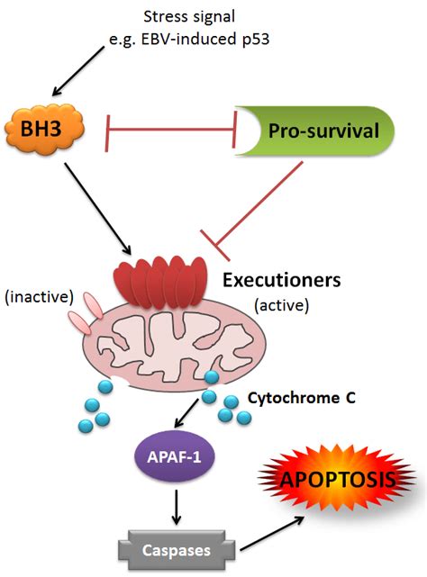 bcl-2 apoptosis