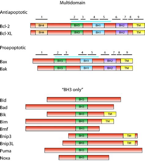 bcl-2 family protein