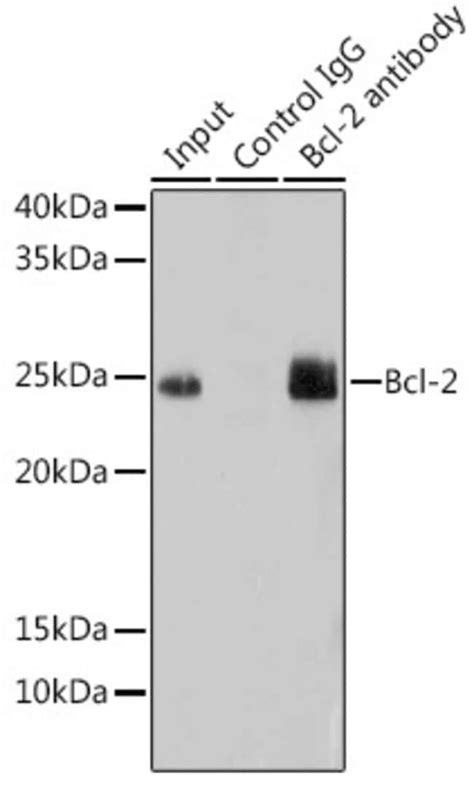 bcl-2 monoclonal antibody