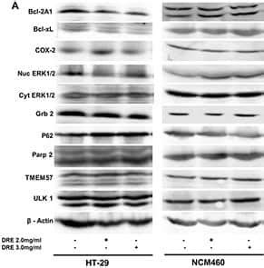 bcl-2-related protein a1