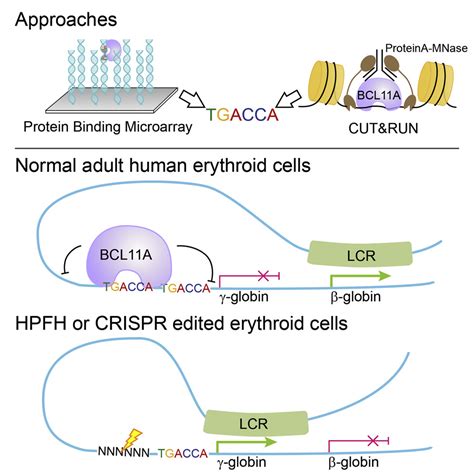 bcl11a erythroid-specific enhancer