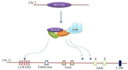 bcl11a gene therapy