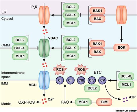 bcl2