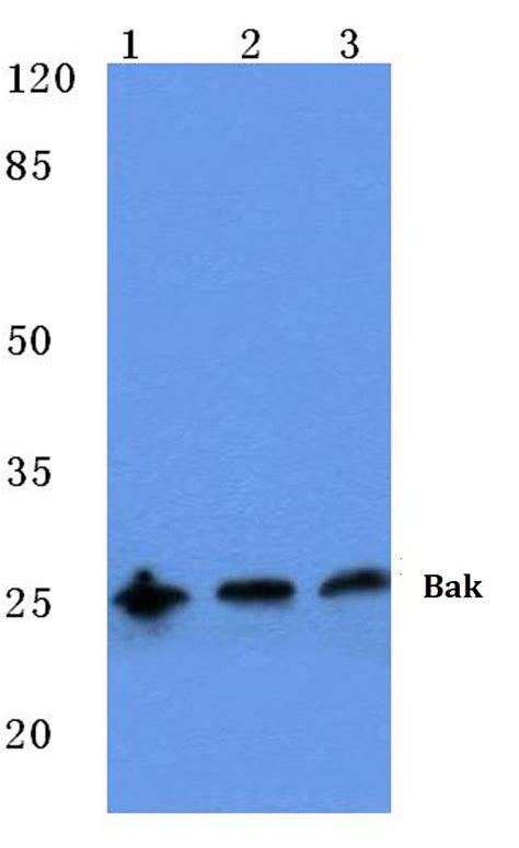 bcl2 antagonist/killer