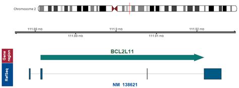 bcl2l11 gene