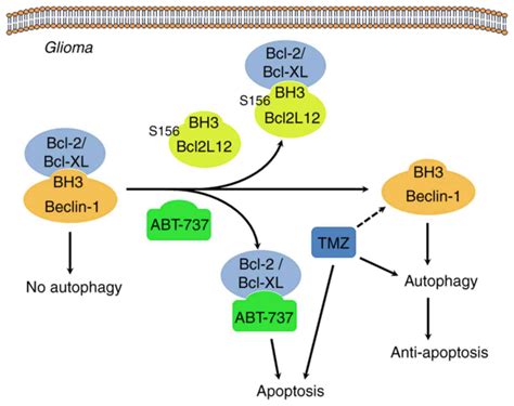 bcl2l12