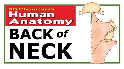 Must See Bdc Head And Neck 2023