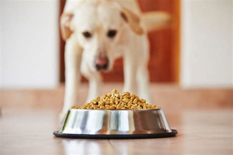 home.furnitureanddecorny.com:bdog takes foout out of bowl eats off floor