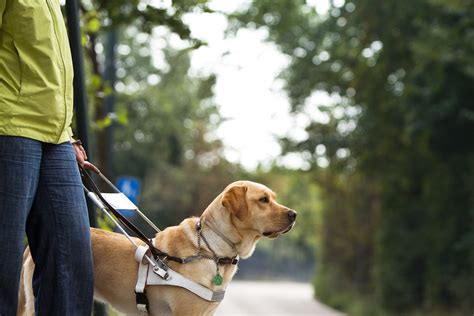 be a guide dog trainer