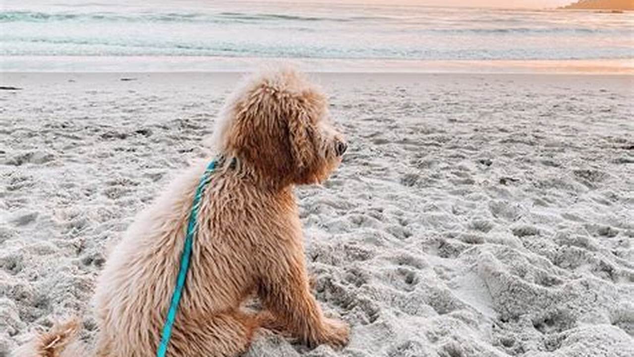 Unleash the Top 7 NYC Dog-Friendly Beaches: A Tail-Wagging Guide to Sandy Adventures