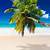 beach with coconut tree wallpaper