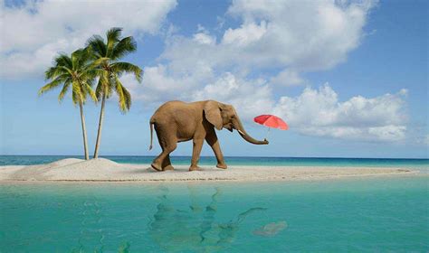 beach elephant