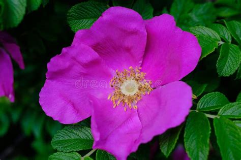 Beach Rose: Rare Bloom Secrets Revealed