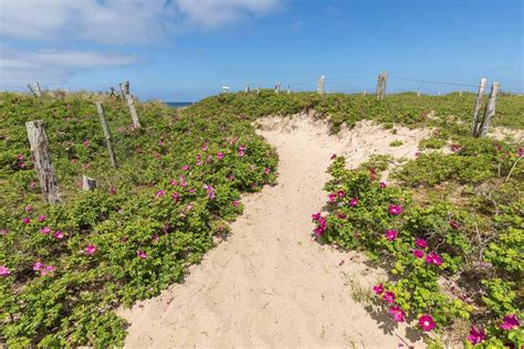 Secret Beach Roses: Rare Blooms Guide