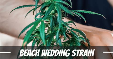 22+ Beach Wedding Strain