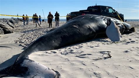 beached whales in new jersey
