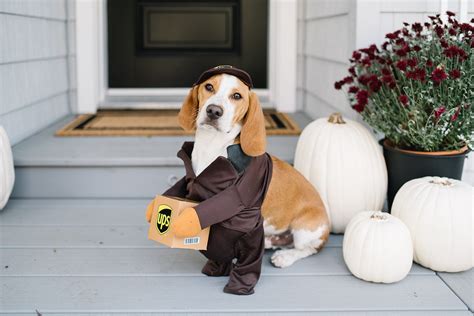 15 Costumes That Prove Beagles Always Win At Halloween Page 2 of 5