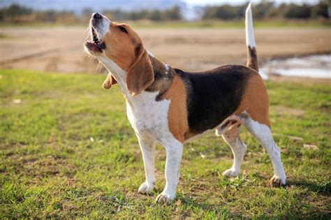 beagle dog barking