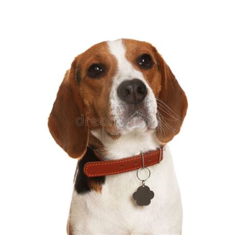 beagle dog collar
