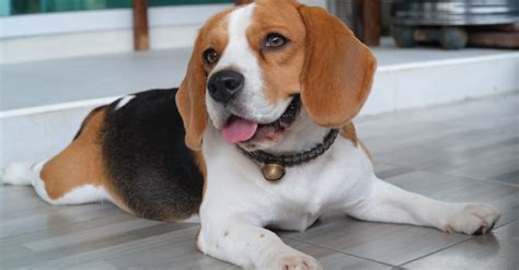 beagle dog scientific name