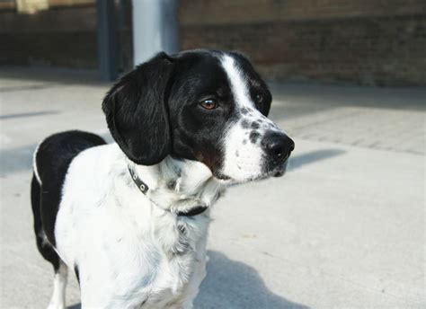 beagle english pointer mix
