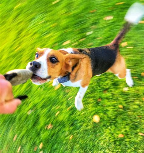 Beagle Fly
