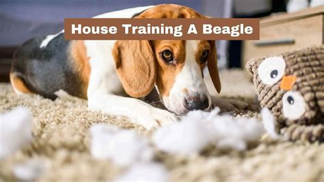 Beagle House Training