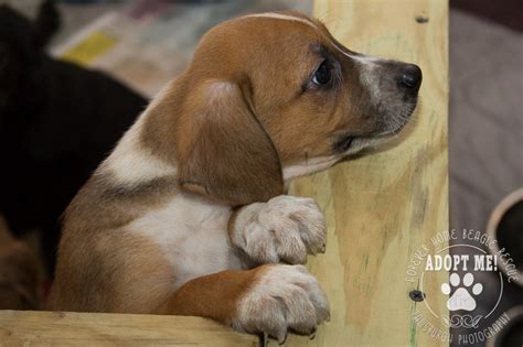 Beagle Lab Mix Brindle