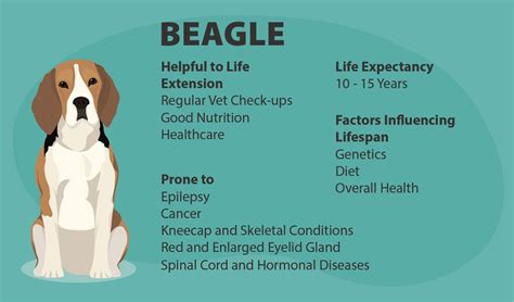 beagle life span