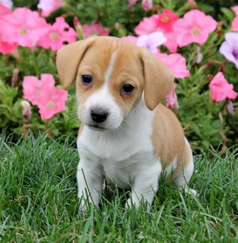 beagle pup mix dogs