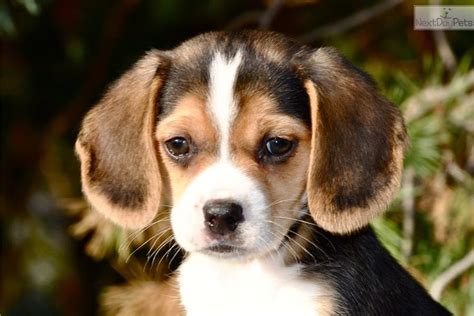 Beagle puppy for sale near Columbia / Jeff City, Missouri. 757b207a4321