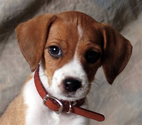 beagle terrier mix puppy near me