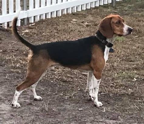 beagle with long legs