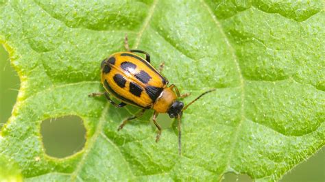 Bean Leaf Beetle Australia