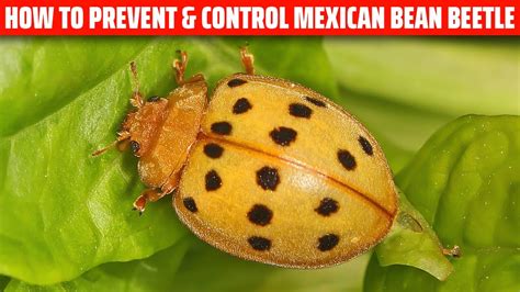 Bean Leaf Beetle Chemical Control