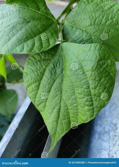 Bean Leaf Photos