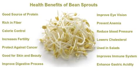 Bean Sprout Benefits
