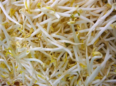 Bean Sprout Taste