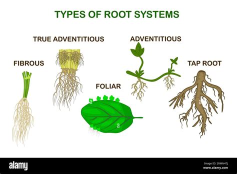 Bean Type Of Root