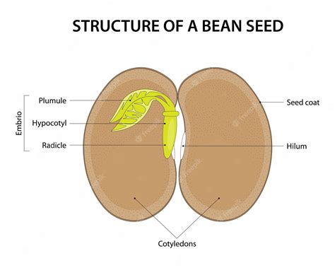 Parts Of A Bean Seed Diagram Diagram Media