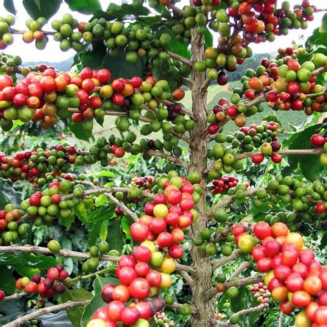 Beans Coffee Plants