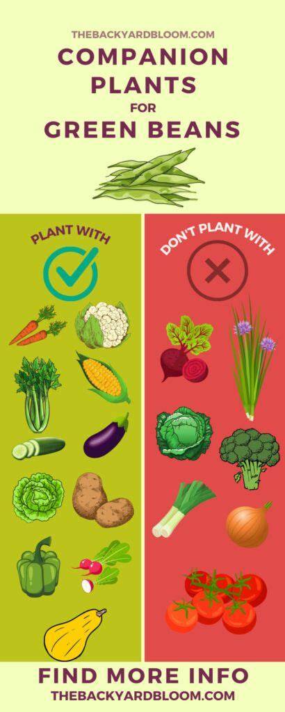 Companion Planting With Beans What Are Good Companion Plants For Beans