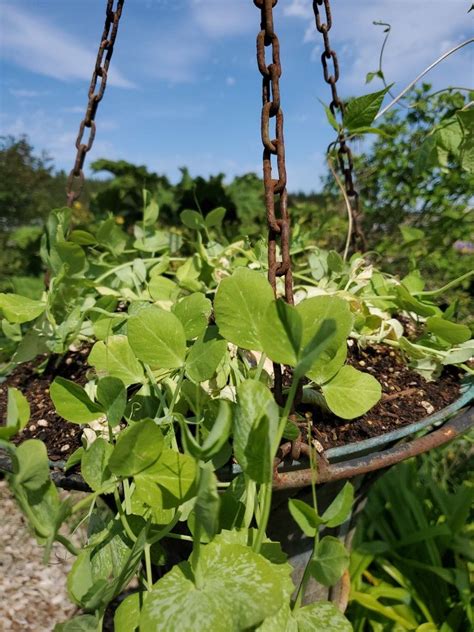 Beans Hanging Basket