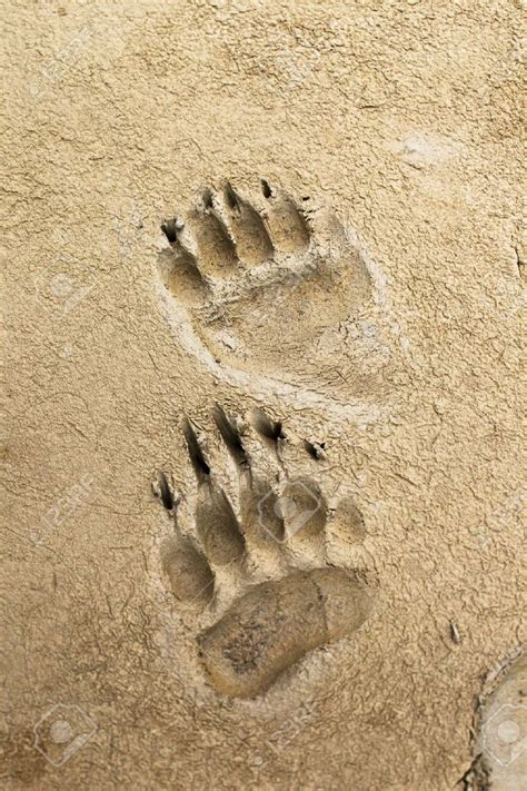 Grizzly Bear Paw Print In Mud