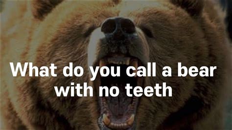 toothless bear