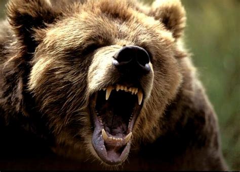 bear angry irritated growls